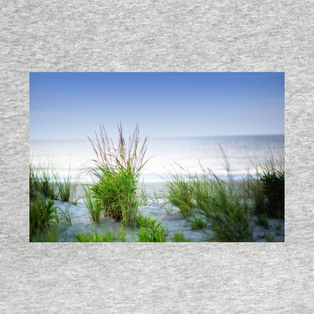 Sea Oats On The Dune by JimDeFazioPhotography